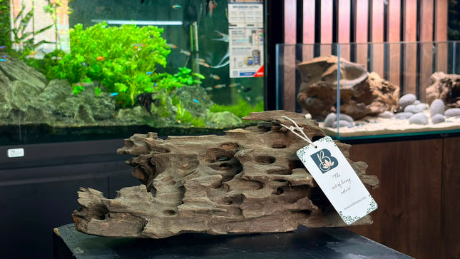 Natural Dragon Wood – Honeycomb Cave Log Aquascaping Driftwood Piece