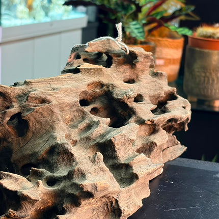 Natural Dragon Wood – Honeycomb Cave Log Aquascaping Driftwood Piece