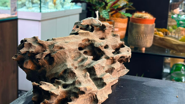 Natural Dragon Wood – Honeycomb Cave Log Aquascaping Driftwood Piece