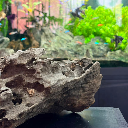 Natural Dragon Wood – Honeycomb Cave Log Aquascaping Driftwood Piece