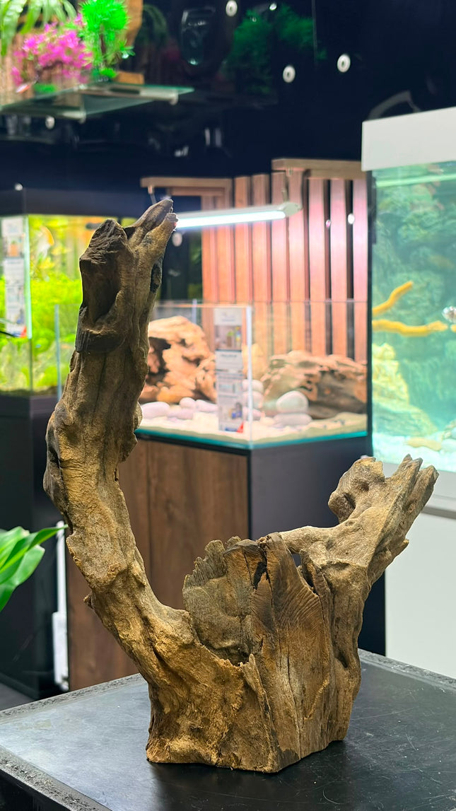 Natural Dark Ironwood – Asymmetrical Tower / Forked Spire Aquascaping Wood