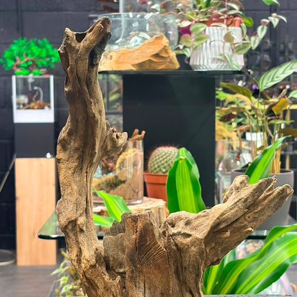 Natural Dark Ironwood – Asymmetrical Tower / Forked Spire Aquascaping Wood