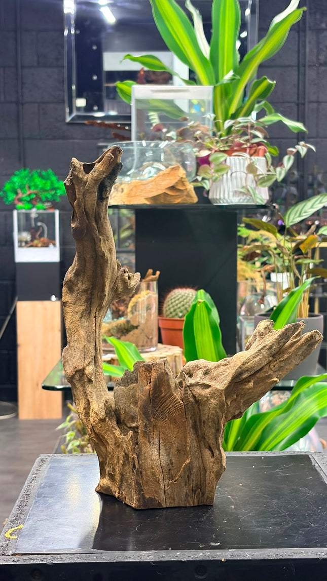 Natural Dark Ironwood – Asymmetrical Tower / Forked Spire Aquascaping Wood