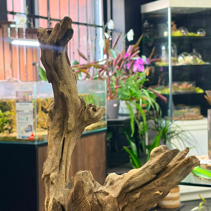 Natural Dark Ironwood – Asymmetrical Tower / Forked Spire Aquascaping Wood
