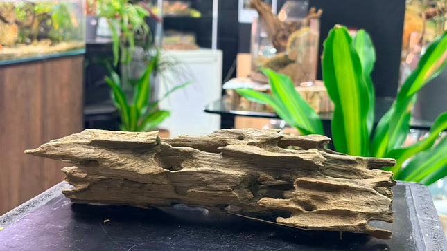 Natural Dragon Wood – Flat Hollow Slab / Tunnel Plank Aquascaping Driftwood Piece