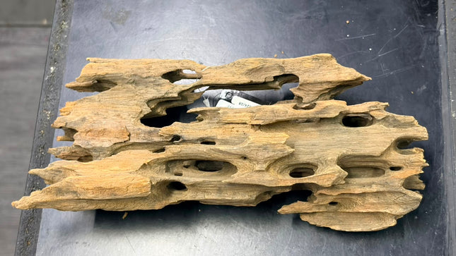 Natural Dragon Wood – Flat Hollow Slab / Tunnel Plank Aquascaping Driftwood Piece