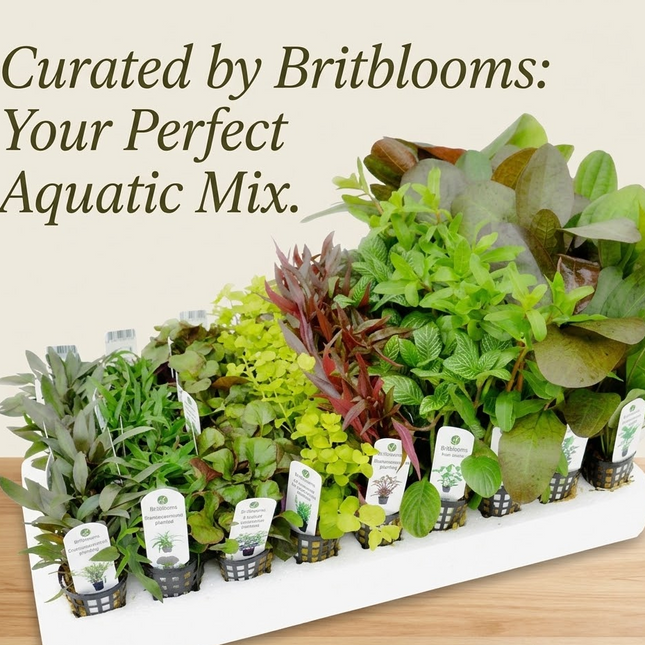 Mixed Box of Aquarium Plants, Expert-Picked for Your Tank