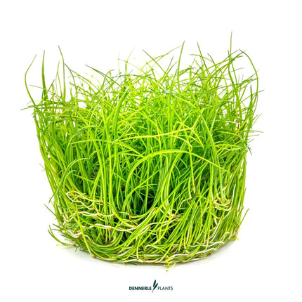 Eleocharis pusilla