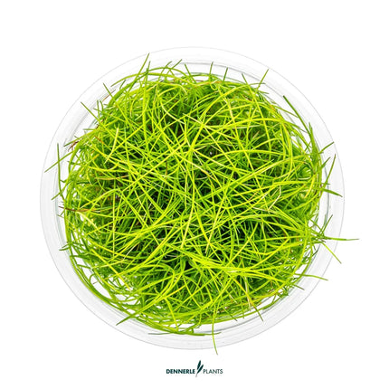 Eleocharis pusilla