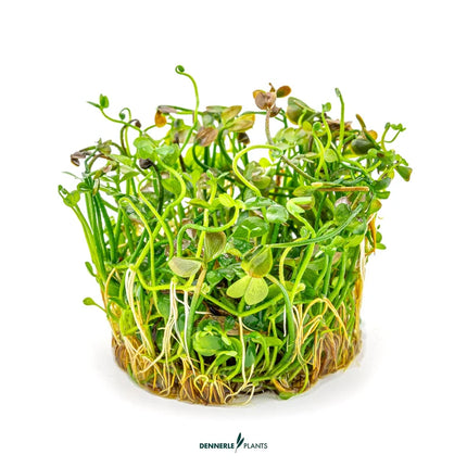 Marsilea hirsuta