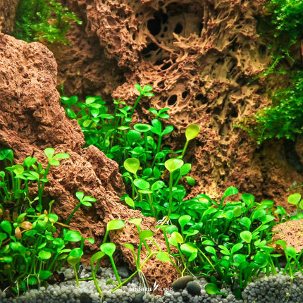 Marsilea hirsuta